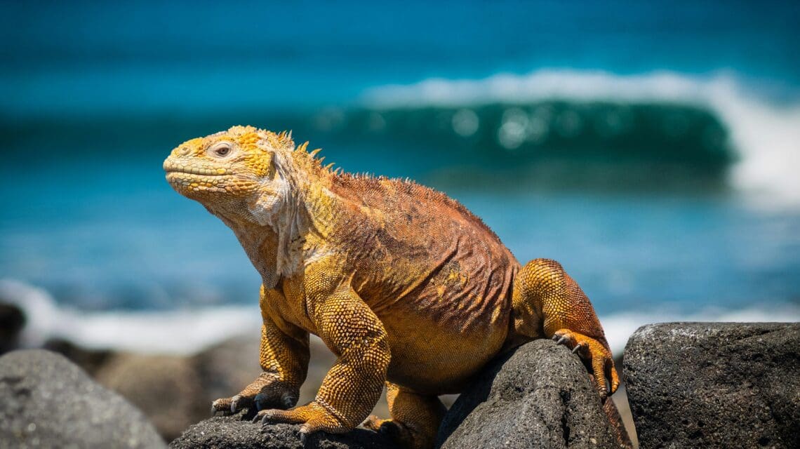 An iguana warms itself up in the sun.