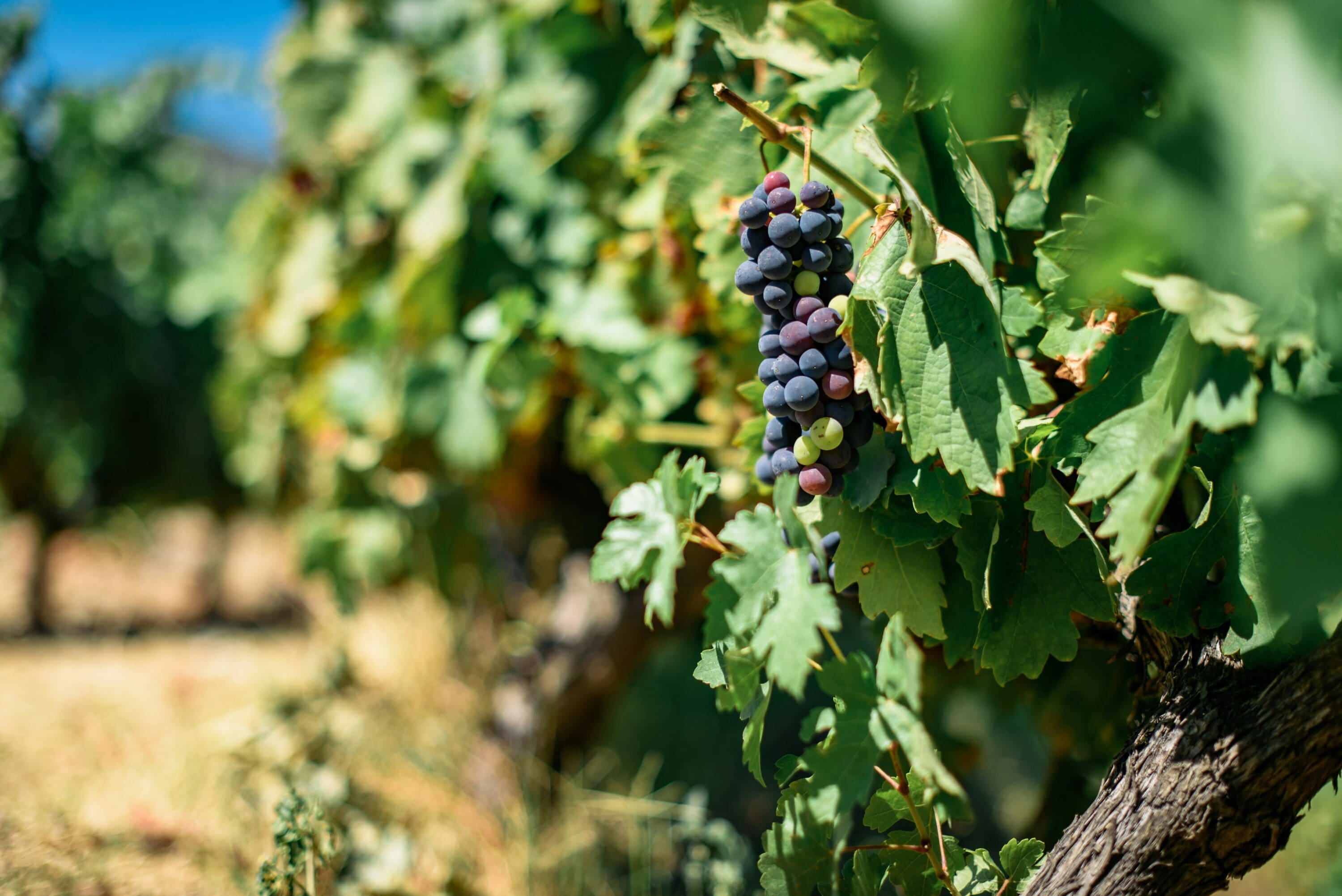 The grapes on the vineyards in Douro Valley, Portugal. The UNESCO World Heritage region where the Porto Wine is produced.
