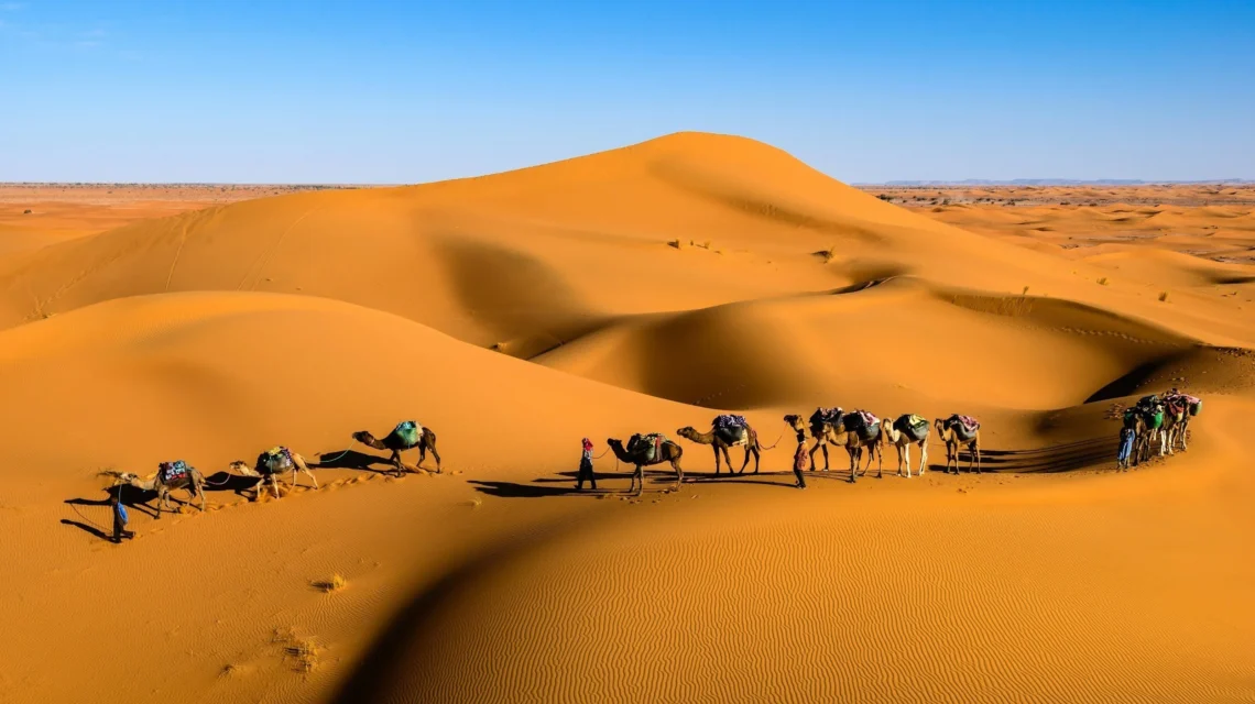 Line of camels walking through desert