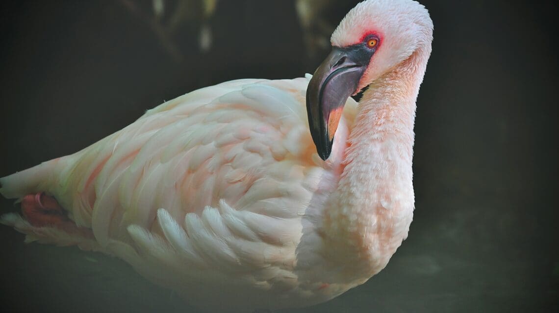 pink flamingo close up