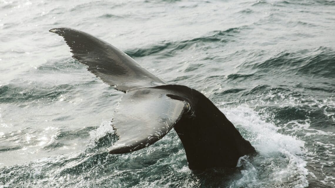 Whale tail