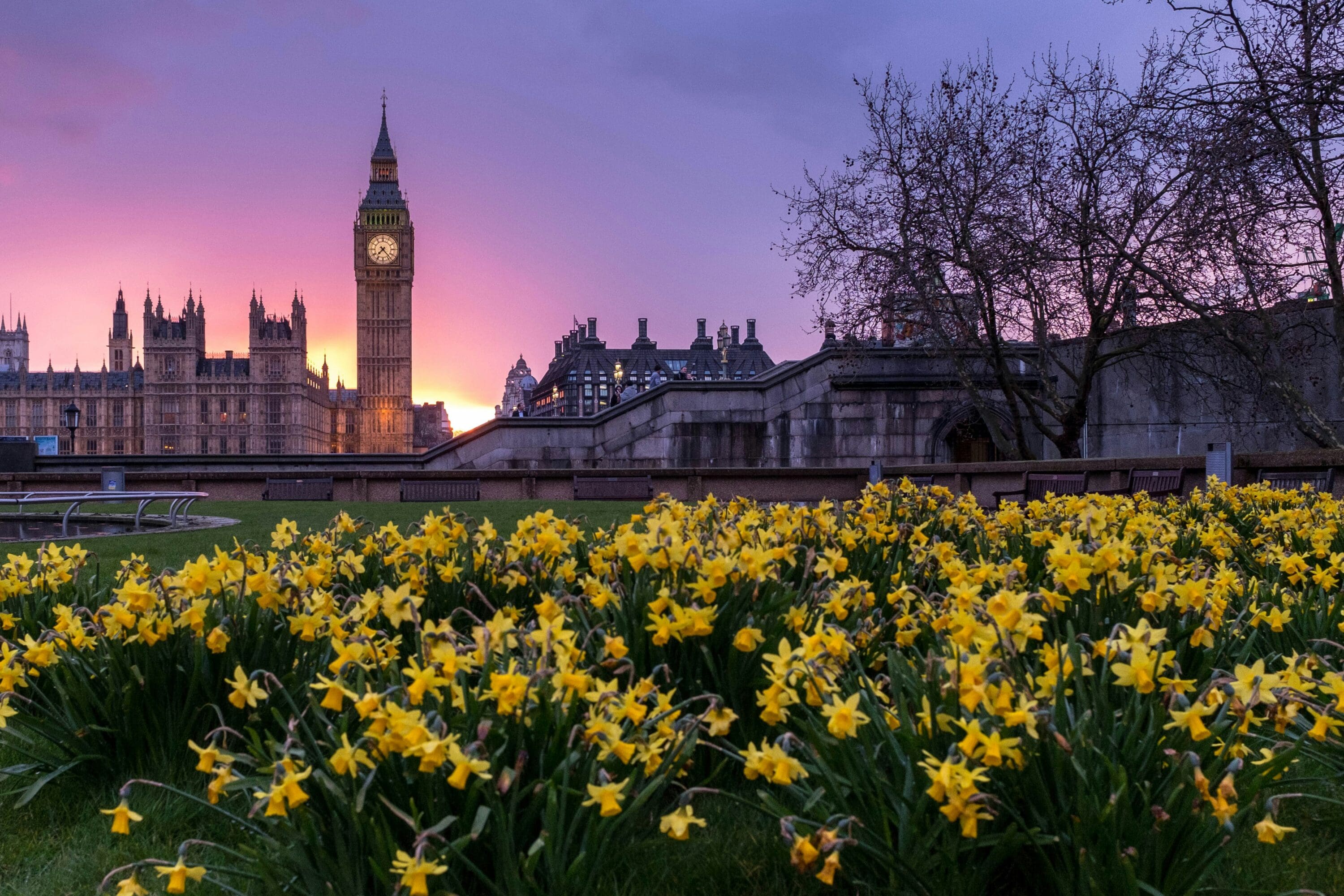 england big ben yellow flowers